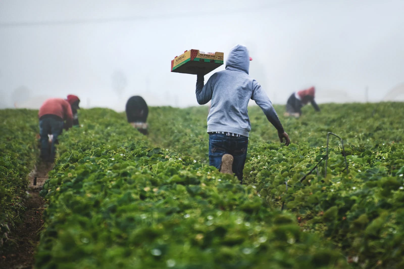Farm workers carrying a harvest crate across a field